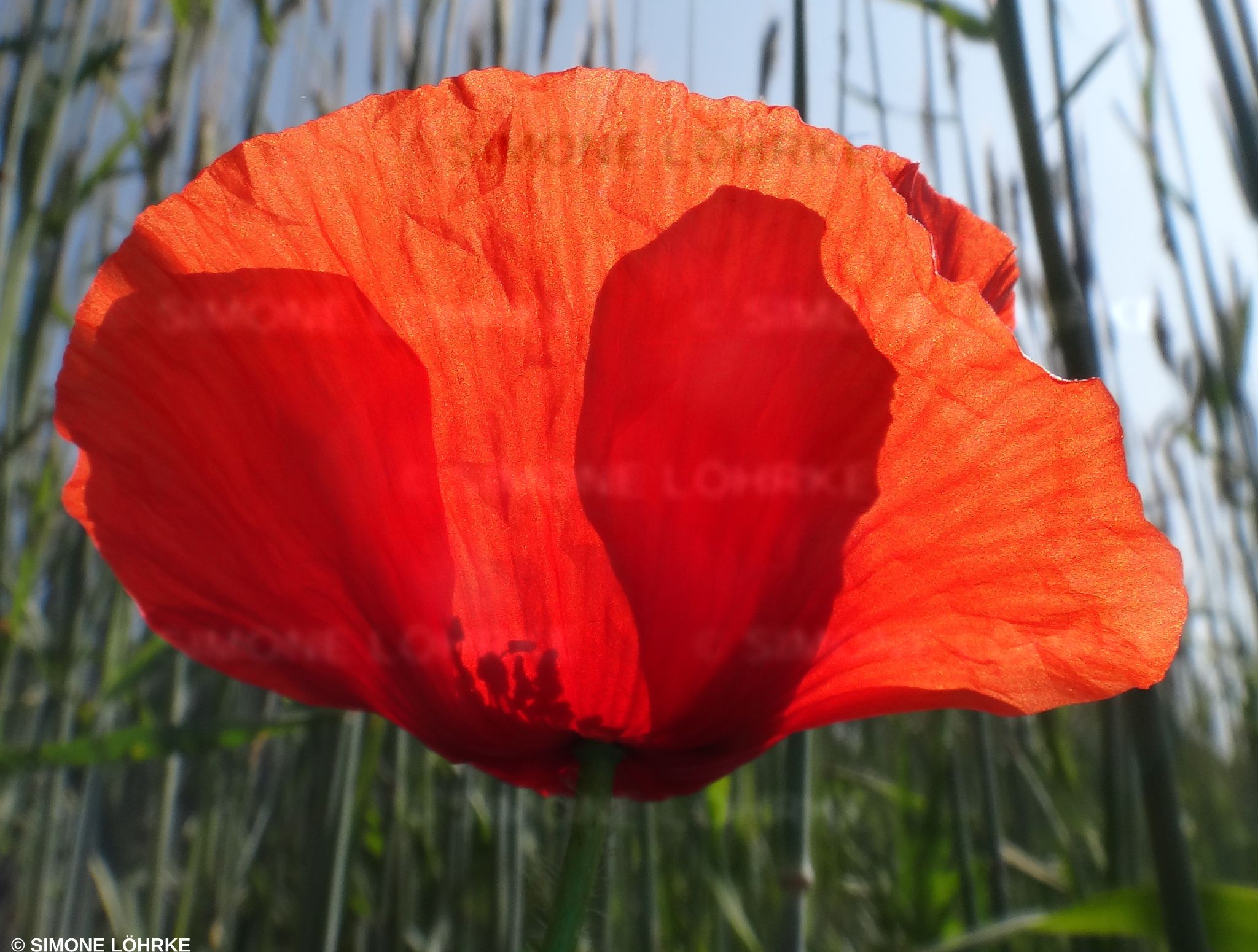 Blumen