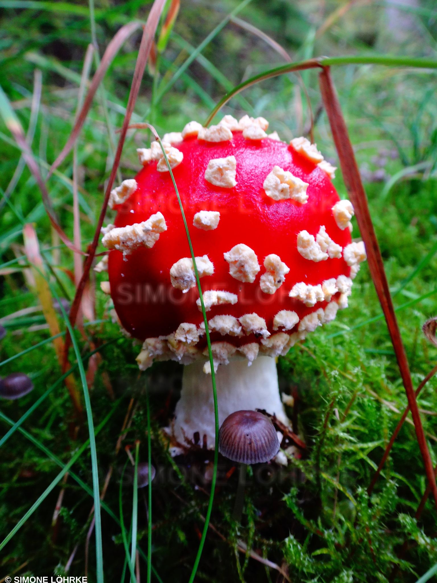 Pilze