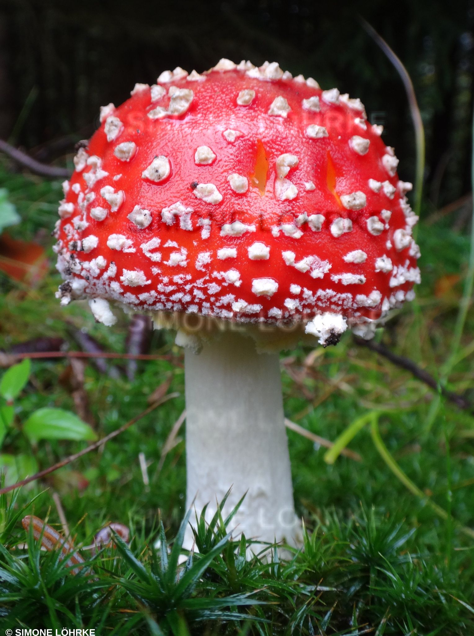 Fliegenpilz1