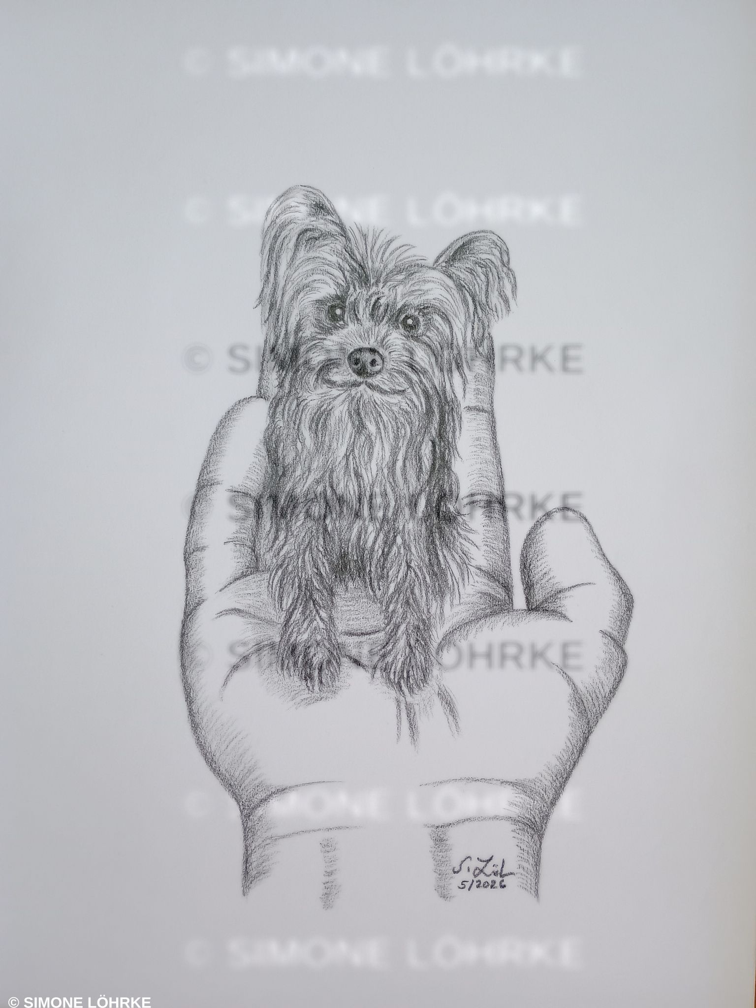 Teddy