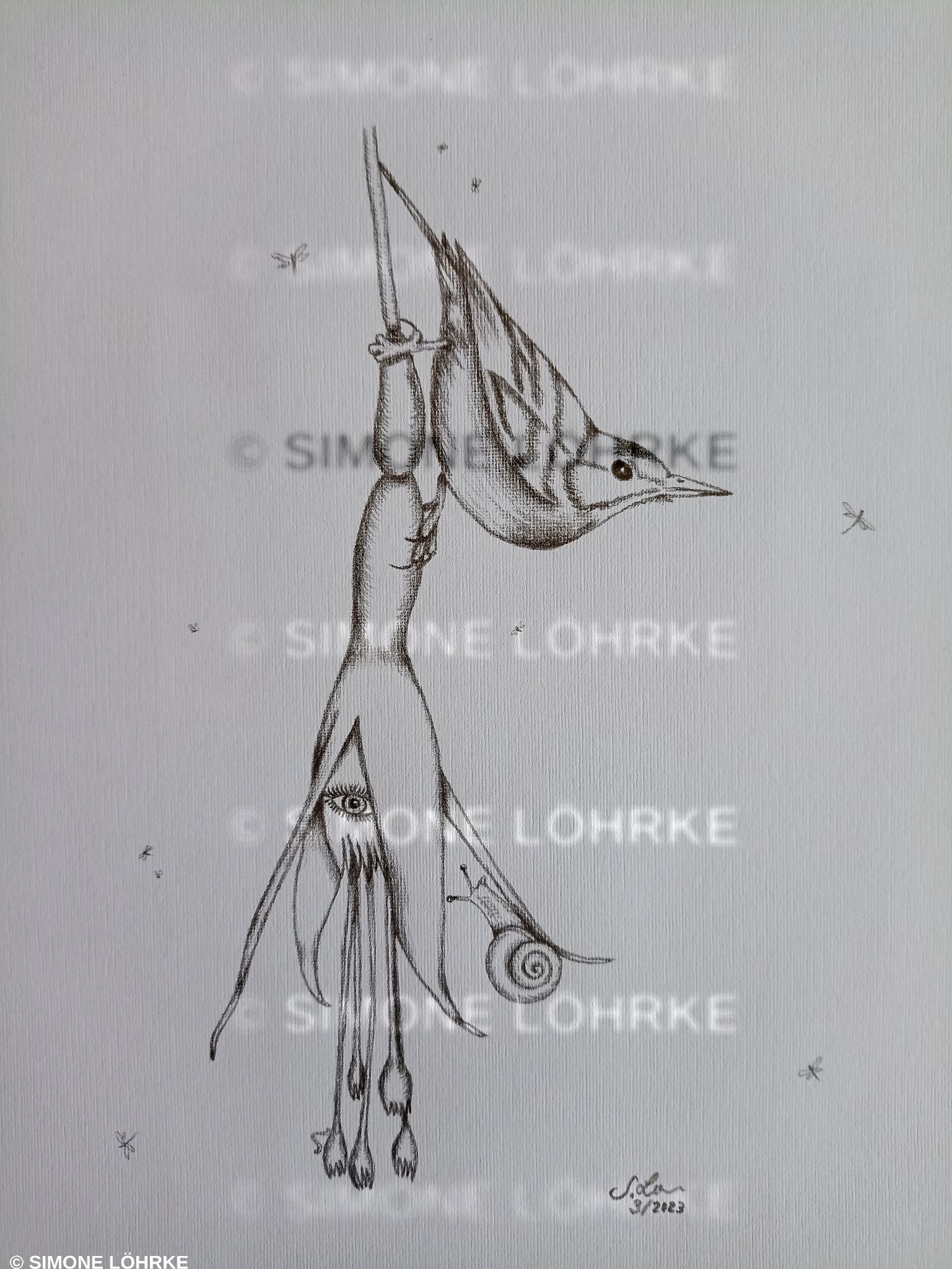 Fuchsia okularis 1